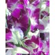 Thailand Grade A Orchids Bouquet